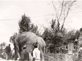 Elephants on the loose - The circus came to town in July 1939 and thousands of residents lined the streets for a parade; the matinee and evening performances were sold out.

(Photo courtesy of the Timmins Museum)