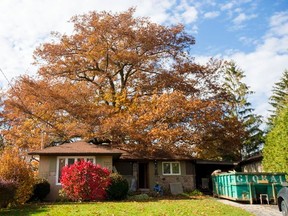 Supplied photo
For those of us interested in saving this 350-year-old red oak tree in Toronto, time is of the essence.