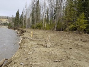 The Athabasca River experience bank loss due to a recent ice jam. Above, the bank area on May 3 after the ice jam (Supplied | Town of Whitecourt).