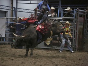 Bradley Ingersoll from Whitecourt rides a bull (Submitted | Bradley Ingersoll).