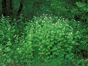 Garlic mustard (Getty Images)