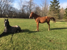 Submitted photo
OPP are still working on corralling horses from a farm in Tyendinaga Township. While some of the horses have been relocated there have been logistical issues preventing all of the animals from being moved.