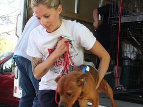 Katelyn Clarke, veterinary technician at the Sarnia and District Humane Society, carries one of 40 dogs from Mississippi and Alabama off a truck outside the Sarnia shelter Wednesday. The transfer is to help ease congestion at overpopulated southern shelters, officials said.  Tyler Kula/Sarnia Observer/Postmedia Network