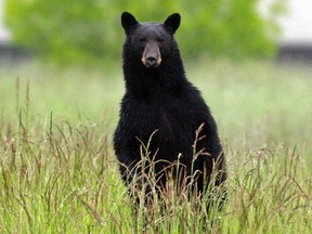 Black bears may stand on their hind legs to get a better look at you. Although attacks are exceedingly rare, bears may perceive you to be a threat and put on aggressive displays when they want more space between you and it.
File photo