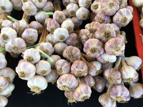 Bob and Irene Romaniuk, who run the Brant County Garlic Co., harvested a 30-acre crop of garlic in 2017 at their farm on 13th Concession Road, outside Scotland. (Submitted photo by Bob Romaniuk)