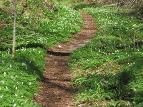 The hike on the Towab trail to Burnt Rock Pool along the Agawa River in Lake Superior Park is a popular activity this time of year. As well as being a draw for fishermen, the forest floor along the trail is a vast, open area showing millions of spring wild flowers.