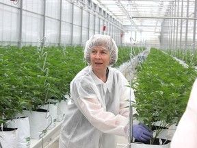 Master horticulturalist Francoise Levesque notes that High Park Farms, near Petrolia, harvests only the flowers of the cannabis plant which it markets to the medical market. John Phair/Special to Postmedia