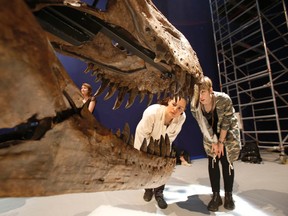 Reporters look at a 67-million-year old female Tyrannosaurus Rex, displayed at the National Museum of Natural History in Paris. (The Associated Press)