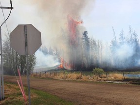 Trees erupt in flames near the intersection of Township Road 564 and Range Road 211 in northern Strathcona County on May 14.