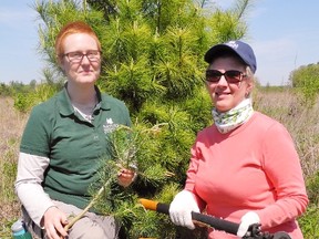 Fifty employees of the Nature Conservancy of Canada converged on the Backus Block near Walsingham Friday for a day of conservation field work. This included eliminating non-native red pine seedlings. At left is Liv Monck-Whipp of Simcoe, a conservation biologist with NCC, while at right is Grace McTear of Burlington, NCC’s chief human resources officer.
MONTE SONNENBERG / SIMCOE REFORMER
