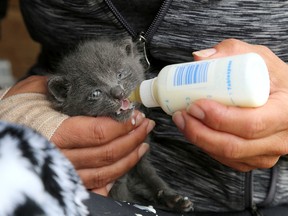 A three-week-old kitten is bottle fed by Spay Neuter Kingston initiative volunteer Romana Maj at a large feral cat population in a barn about 40 kilometres north of Kingston on Friday, May 25, 2018.