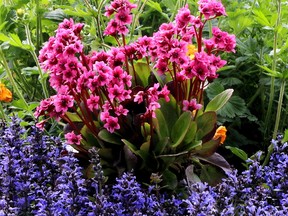 Bergenia attract a host of bumblebees, which are fun to watch. Flowering now in the garden, Bergenia features evergreen foliage and bright pink flowers about 80-cm tall. Look for the new ‘Flirt’ bergenia for sun to part shade.