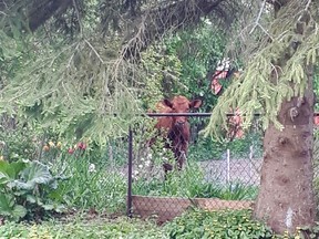 This wayward steer from Waverly Heights is caught peeping through the trees in this photo taken Saturday from Kevin and Charlene McKenzie's yard in Owen Sound. (Charlene McKenzie photo)