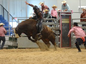 A bull rider hangs on during the Mayerthorpe Rodeo on May 27 (Peter Shokeir | Mayerthorpe Freelancer).