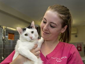 Kyndra Campbell, a cat adoption counsellor at the Brant County SPCA, holds Panpan, a domestic short-hair available for adoption. The Mohawk Street shelter was part of an effort across North America to save the lives of one million felines from euthanasia. (Brian Thompson/The Expositor)