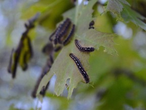 Forest tent caterpillars cling to the leaves of a deciduous tree near downtown Sudbury. (Jim Moodie/Sudbury Star)