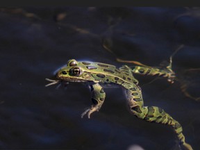 PCE Northern leopard frog