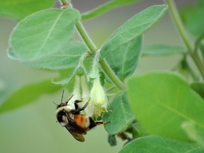 A bee is busy pollinating haskap shrubs at Haskap Haven, just outside of White Fox