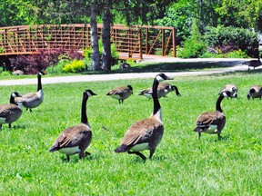 Norfolk OPP received a disturbing report Monday of a motorist plowing through a gaggle of Canada geese in downtown Simcoe. A witness has provided police with a vehicle description and licence number. MONTE SONNENBERG / SIMCOE REFORMER