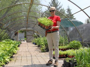 Sue Millar, professor at Fanshawe’s horticultural program and Cuddy Gardens’ coordinator, holds some sweet woodruff, one of the dozens of variety of plants to be sold during this year’s open garden and plant sale slated for June 2 and 3.  (Jonathan Juha/Postmedia News)