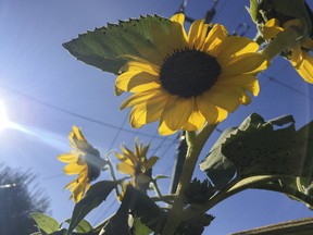The Weather Network released its annual summer forecast this week, predicting that near-to-above-normal temperatures can be expected across most of Canada for the summer.
 Julia McKay/The Whig-Standard file photo