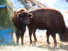 Elk Island National Park is hosting its fifth annual Bison Festival this Saturday from noon to 4 p.m., with many activities taking place throughout the day — including an update on the herd of bison shipped to Banff last winter.

File Photo