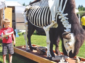 Elk Island National Park's 5th annual Bison Festival returns Saturday, June 2 from noon to 4 p.m.