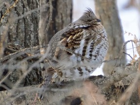 PHOTO BY NICHOLAS CARTER
Like the early modern birds millions of years ago, the Ruffed Grouse survives by hiding among the undergrowth and feeding on seeds.