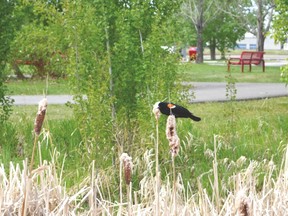 Just one of the birds you might see when participating in the Spring Bird Count. (Lisa Berg/Rep Staff)