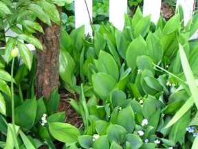 lilies of the valley