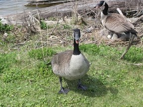 Two geese protect their eggs at the edge of Lake Margaret at the south end of St. Thomas. A group of residents is calling on council to continue the ban on watercrafts and fishing on the lake. (File photo)