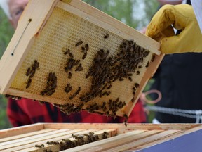 Photo showing bees in student-built beehives that were created as part of an experimental project with Goldcorp Porcupine Gold Mines. Students were invited to try to create hives that would help bees survive the winterkill problem that exists in most of the colder parts of Canada.  

(HANDOUT/Pierre Noel/Goldcorp)