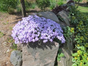 Supplied photo
Creeping phlox (Phlox stolonifera) makes an excellent ground cover in place of grass along the borders of your yard. A woodland plant, creeping phlox prefers rich humus and partial to full shade. In the spring, enjoy the clusters of blue flowers.