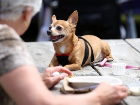 Lilly relaxes in the sun while her owners grab some lunch at the 14th annual Strut for Stays at West Zwick's Park on Saturday June 2, 2018 in Belleville. The event is a fundraiser for charitable organization, Fixed Fur Life. Tim Miller/Belleville Intelligencer/Postmedia Network