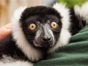 JC, a black-and-white ruffled lemur recently stolen from an Ontario zoo, was recovered in Quebec overnight, OPP said Sunday. Supplied