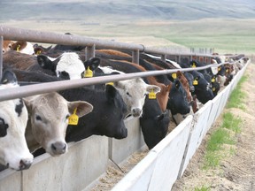 feeder cattle