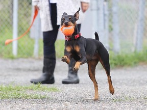 Onyx fetches a ball thrown by his owner Michelle D'Amour at the Second Avenue off-leash dog park in early June. A group in the south end is still trying to establish a similar park in a more urban area. (Gino Donato/Sudbury Star file photo)