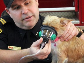 Sault Ste. Marie Fire Services training officer Jon MacFarlane demonstrates a new pet oxygen mask on Ella on Tuesday.