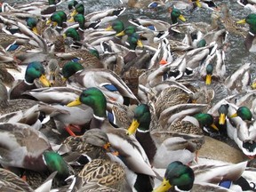 Many duck species such as these mallards are highly social birds. PAUL NICHOLSON/SPECIAL TO POSTMEDIA NEWS