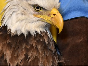 A female bald eagle under rehabilitation at Salthaven Wildlife Rehabilitation and Education Centre in Mt. Brydges. Chuck Dickson/Special to Postmedia News