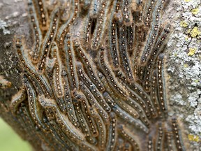 Forest tent caterpillars in Bells Corners in Ottawa in June 2017. Tony Caldwell / Postmedia