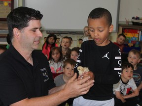 Rock Whissel, president of the Porcupine District Agricultural Society, places a newly hatched silkie chick in the cupped hands of Jayce Cheff, a kindergarten student at École publique Lionel-Gauthier. As part of its educational curriculum, the Porcupine District Agricultural Society set up incubators at a couple of schools in Timmins where students got a chance this week to witness chicks hatching from their eggs. One of them was in the kindergarten at Lionel-Gauthier.