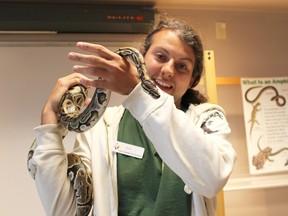 Brian Brunen shows off a Prairie Exotics python at Oak Hammock Marsh Interpretive Centre's 25th anniversary event. (Juliet Kadzviti/Interlake Publishing/Postmedia Network)