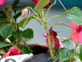 Dadheading tricks plants into producing more flowers, writes columnist Denzil Sawyer. (Postmedia Network)