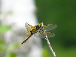 Outdoors photo dragonfly