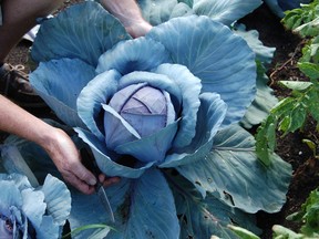 Supplied photo
Cabbage requires warm, rich, well-drained soil. The plants have a shallow root system which makes them sensitive to weeds and uneven watering. Water plants deeply (2.5 cm) once a week.