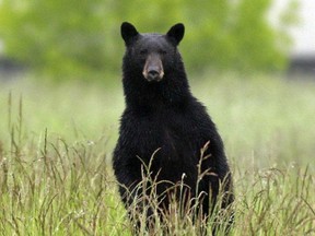 A 170-pound male black bear was hit on Highway 8 between Goderich and Clinton. A DNA sample might show where these bears are coming from. In the last three years Huron County has had the most bears sightings in decades.