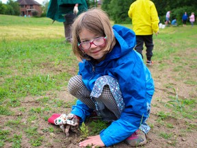 Sloane Kennedy, 7, plants one of 1,000 wildflowers at Donald Thompson Park in Woodstock. (Chris Funston/Sentinel-Review)