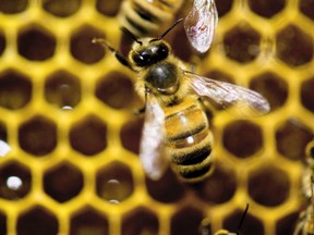 New Liskeard area honey producers Tim and Katrina Greer will be guest speakers at Tuesday's Kirkland Lake Horticultural Society meeting, explaining how honeybees such as this one are essential to not only the economy, but nature as well.