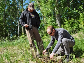 Chuck Pegg and Greg Van Every, environmental project coordinator with the Lower Thames Valley Conservation Authority, plant trees on Pegg's property in the Rondeau Bay area. Tom Morrison/Chatham This Week